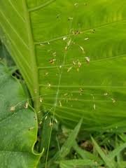 Image result for Panicum trichocladum