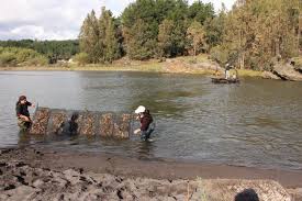 IFOP pone a disposición interesante Manual de Cultivo para acuicultores de  pequeña escala