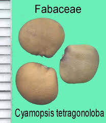 Image result for Cyamopsis