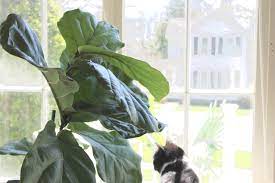 While the phenomenal lavender is not specified in this list, it's safe to assume that it too would be toxic to your pet. Plant Portrait Fiddle Leaf Fig Leaf And Paw