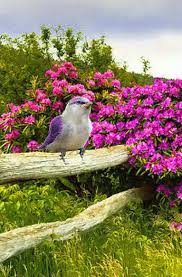 Animated Gif Bird Is The Word Gif Https Encrypted Tbn0 Gstatic Com Images Q Tbn 3aand9gcrzr0gfsioixjng Duwqmh68k Ujcolvbecyq Usqp Cau