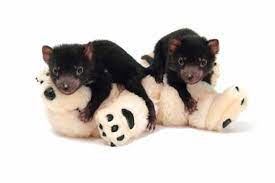 Demonio de tasmania looney tunes. Bebes De Diablo De Tasmania Disfrutan Jugando Y Enamoran A Internet Videos Virales