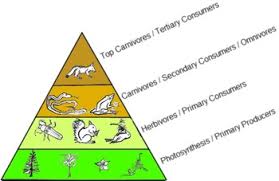 There is probably no such thing as a kid not fascinated by animals, and most have more than a passing interest in plants as well. Food Chain Lab With Grading Rubric Science By Virginia Roney Tpt