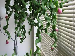 The desert cacti are the more traditional cacti, usually covered with spines or hair and often growing in paddles, balls, or obelisks. Curly Locks Orchid Cactus Care Learn About Epiphyllum Curly Locks Plant