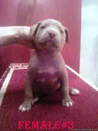 Merle pitbull puppies for sale, one of the best lilac females to walk the earth: Gotti Edge Champagne Pitbull Puppies For Sale 250 Price 250 For Sale In Sherrills Ford North Carolina Best Pets Online