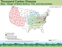 Thousand Cankers Disease Walnut Twig Beetle Fungal Disease