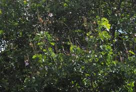 Image result for Baikiaea