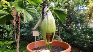 Amorphophallus titanum, the titan arum, is a flowering plant with the largest unbranched inflorescence in the world. Titanenwurz Die Grosste Blume Der Welt Ist Ein Riesenstinker
