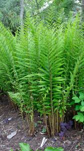 Image result for Dryopteris antarctica
