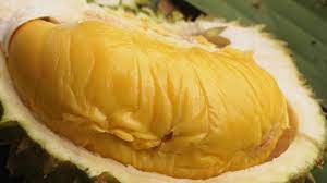 Artinya satu biji durian berkisar rp. Raja Dari Segala Raja Durian Musang King Harga Per Kilo Capai Rp 280 000 Apa Keistimewaannya Tribun Ternate