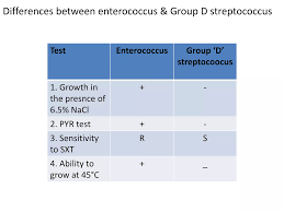 Image result for Group D Streptococcus