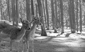 Next in the line is another simple yet powerful photo editor that converts your images to black and white for free. Lunapic Free Online Photo Editor Black And White