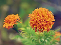 Check spelling or type a new query. Cara Menanam Benih Bunga Marigold Dari Biji Yang Benar Bibitbunga Com