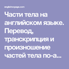 переводчик с английского на русский с транскрипцией и произношением Chasti Tela Na Anglijskom Yazyke Perevod Transkripciya I Proiznoshenie Chastej Tela Po Anglijski Proiznoshenie Chasti Tela Telo