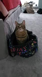 A Cat S Adoption Story Sasha Cat Adoption Cats Baby Cats