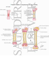 Maybe you would like to learn more about one of these? Growth And Ossification Of Long Bones Humerus Midfrontal Section