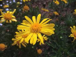 Image result for Euryops chrysanthemoides