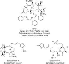 Image result for Malouetia bequaertiana