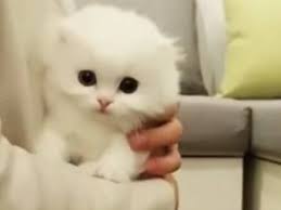 Un Bebe Munchkin Tres Mignon Video Chat munchkin, histoire, entretien du munchkin, caractère et comportement, tout savoir sur le chat munchkin sur wikichat, l'encyclopédie du chat. un bebe munchkin tres mignon video
