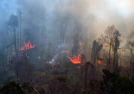 Pemerintah indonesia menyatakan keseriusan dalam menegakkan hukum berkenaan dengan kebakaran hutan, meminta perusahaan agar bertanggung jawab atas terjadinya kebakaran di atas lahan mereka, serta mencegah terjadinya kebakaran di masa yang akan datang. Kebakaran Hutan Di Indonesia Turun 50