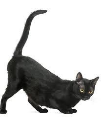 7 Weird Cat Behaviors And What They Mean Cat Behavior Cats Crazy Cats