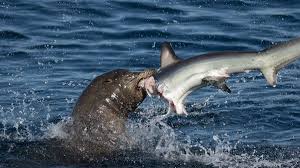 Sea lions are sea mammals characterized by external ear flaps, long foreflippers, the ability to walk on all fours, and short, thick hair. Does Sharks Eat Sea Lions