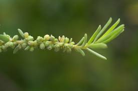 Image result for Suaeda monoica