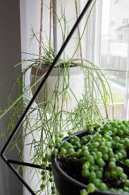Image result for Rhipsalis