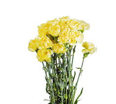 That supplies the industry's most gorgeous. Palm Beach Wholesale Flowers