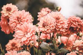 Our prints vary between bold and subtle so that you can find something to suit your aesthetic. 5353617 7360x4912 Stem Botanical Public Domain Images Leaf Color Petal Colour Pink Spring Wallpaper Wildflower Nature Flower Outdoor Floral Mocah Hd Wallpapers