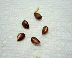 Start Your Own Apple Trees From Seeds Apple Tree Apple Tree From Seed Growing Apple Trees