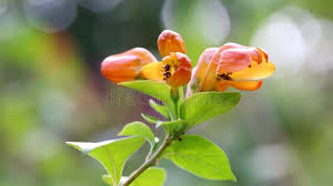 Image result for Ruttya fruticosa