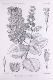 Image result for Combretum paniculatum