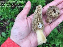 While they aren't definitively dangerous at this point, it's still a good common kitchen practice to toss them. Can You Eat Slimy Mushrooms All Mushroom Info