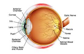 Gambar mata manusia dan penjelasannya. Bagian Bagian Mata Beserta Penjelasan Singkatnya
