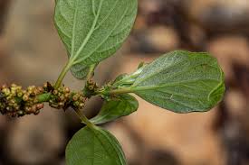 Image result for Pouzolzia mixta