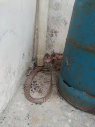 Ular cecak, spesies yang mempunyai nama ilmiah lycodon capucinus dan dalam bahasa inggris dikenal sebagai common wolf snake. Racun King Kobra Bisa Bunuh Manusia Dalam Hitungan Menit Merdeka Com