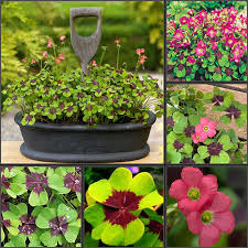 Image result for Oxalis tetraphylla