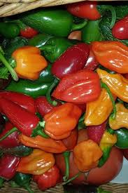 The peppers start out a brilliant purple and turn yellow to orange to red, with all stages of the pepper present on the plant at once, making it a bright and colorful addition to your garden or your home. Bolivian Rainbow My Chilli Garden