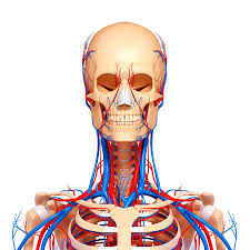 3 specialized anatomy of the shoulder. Upper Body Anatomy Photograph By Pixologicstudio Science Photo Library