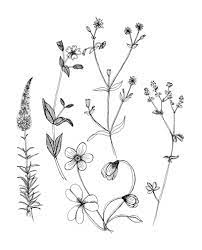 Http Payload13 Cargocollective Com 1 3 114536 2570607 Wild 20flower 20drawings 206 Jpg Wildflower Tattoo Flower Drawing Flower Drawing Design