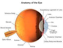Expanded Image Eye Anatomy Anatomy Medical Humor