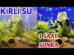 Bitkili Akvaryumda Bitkiler Ve Baliklar Icin Faydali Bilgiler Youtube