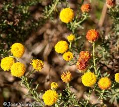 Image result for Pentzia