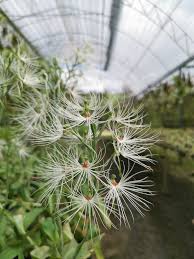 Image result for Habenaria dregeana