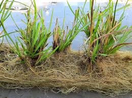 Vetiver grass uses and benefits explained