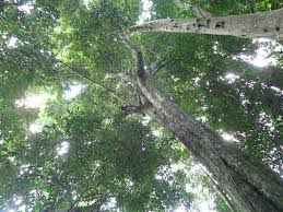 Image result for Diospyros crassiflora