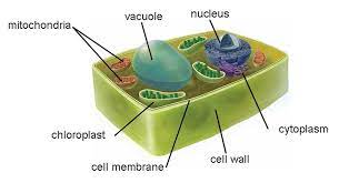 It shows the cell membrane, nucleus and mitochondria. Science Projects Plant Cell Model 7m And 7n Use These Diagrams Of A Plant And Animal Cell Plant Cell Plant Cell Model Cell Model