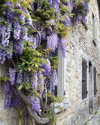 Glycine Toujours En Fleurs Willemse Plante Grimpante Fleur Grimpante Plante