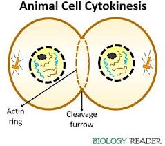 We did not find results for: Difference Between Plant And Animal Cytokinesis With Comparison Chart Biology Reader